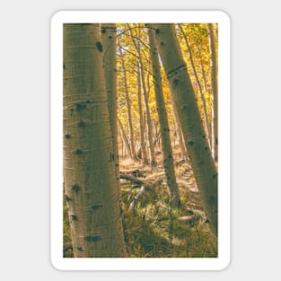 Autumn Aspens Sticker